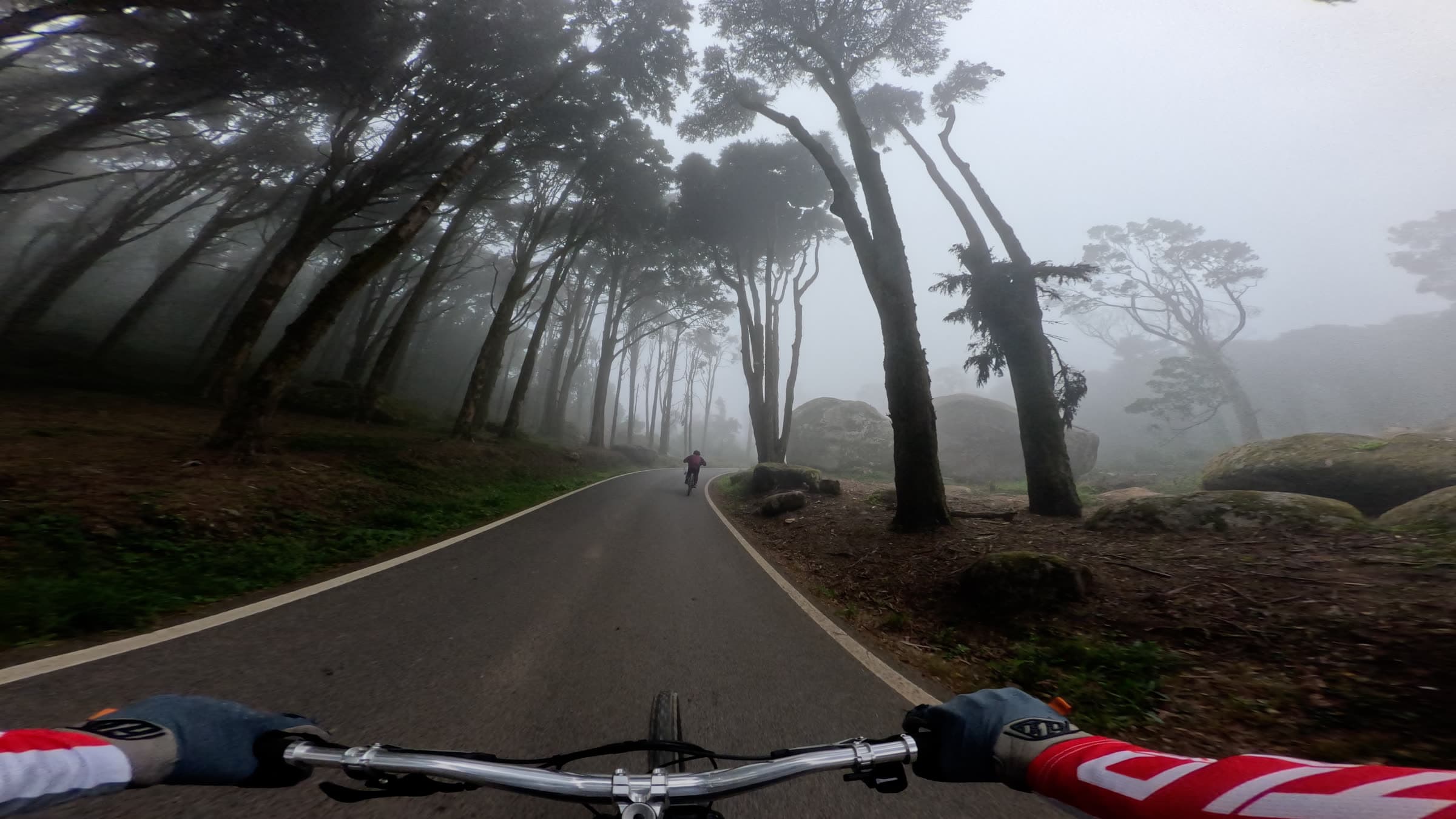 Misty forest road on the Sintra ridge seen from the bars
